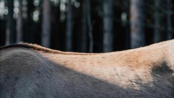 Macro shot of a reindeer's shoulder, showcasing the smooth fur and strong form, with a blurred forest backdrop photo