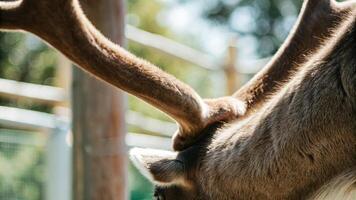 Close-up of a reindeer's wrist, showcasing the textured fur and gentle curves, with a shallow depth of field photo