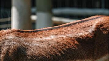 Macro photography of a reindeer's back, showcasing the smooth fur and subtle muscle definition, with a blurred forest background photo