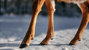 Macro shot of a reindeer's leg, capturing the textured fur and strong form, with a blurred snowy scene photo