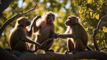 Three baboons interacting on a tree branch in a natural setting. photo