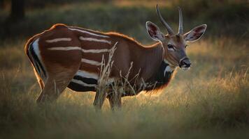 A graceful antelope stands in a sunlit meadow, surrounded by tall grass and soft shadows photo