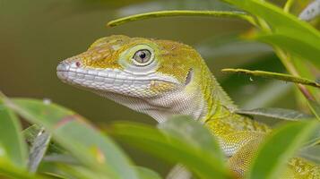 Close-up of a vibrant green lizard camouflaged among lush green leaves in a tropical setting photo