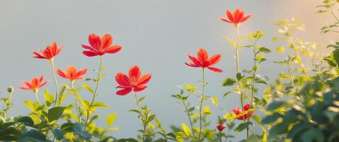 Sunlit garden with vibrant red flowers and lush greenery photo