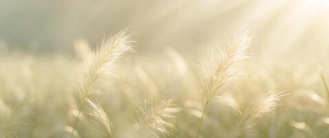 Sunlit grass field with soft focus on green blades and a warm glowing background. photo
