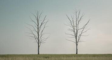 Two trees are standing next to each other in a field photo