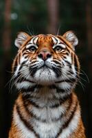 Close up portrait of a majestic tiger looking up photo