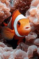 Close up of an orange clownfish in its anemone home photo