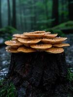 Cluster of mushrooms growing on a tree stump in a forest photo