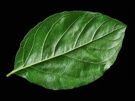 Close up of a single green leaf isolated on black background. photo