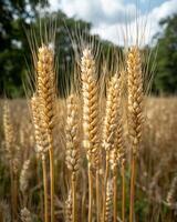Close up of ripe wheat stalks in a field photo