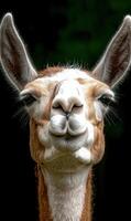 Close up portrait of a llama with a funny expression photo