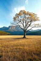 Single tree in a field with mountains in the background photo