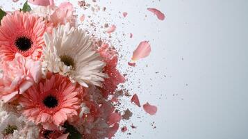 Pink and white gerbera daisies explode in a burst of color and petals photo