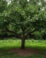 Apple tree laden with green apples in a grassy field photo