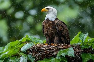 Majestic Bald Eagle Posing in Rain on Nest Amidst Lush Greenery photo