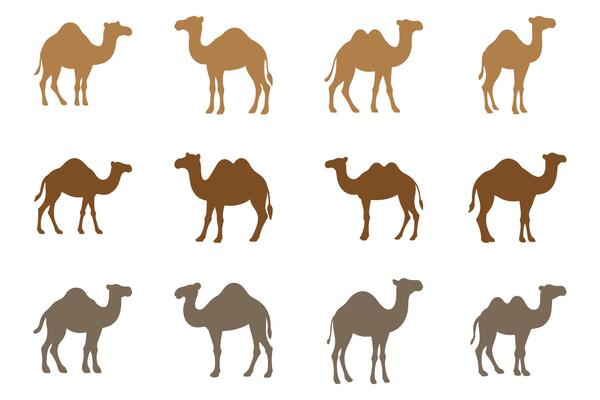 Simple Camel Illustration Design Set