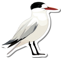 Illustration of a graceful Caspian Tern bird png