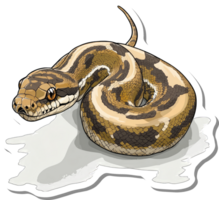 Coiled Python Snake Showing Detailed Scales and Pattern png