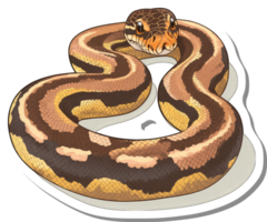 A Coiled Ball Python Showing Detailed Scalation png