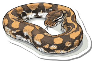 A coiled Ball Python showcasing its beautiful patterned scales png