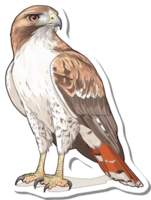 A Red Tailed Hawk Stands Proudly Displaying Its Feathers png