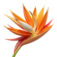 Vibrant Bird of Paradise Flower 3D Render png