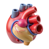 Isometric Rendered Anatomical Heart Model png