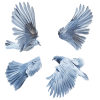 Beautiful bird wings displayed on a transparent background showcasing intricate feather patterns and elegant shapes, wings of birds on transparent background background png
