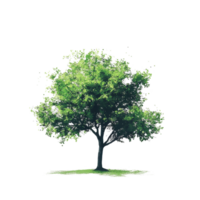 A vibrant green tree stands alone on a bright transparent background, showcasing natural beauty and simplicity, green tree on transparent background, png