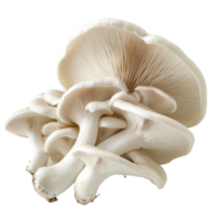 Fresh oyster mushrooms displayed against a clean transparent background, showcasing their delicate cap and gills, oyster mushroom transparent background png