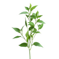 Fresh Andrographis paniculata plant against a transparent background showcasing its vibrant leaves, Andrographis paniculata plant on transparent background png