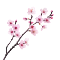 Beautiful sakura tree branch with delicate pink flowers isolated on a transparent background, capturing springtime elegance, sakura tree branch flower isolated on transparent background png