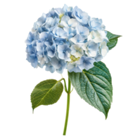 Blue and transparent hydrangea flower with green leaves isolated on a clean transparent background for floral decoration, hydrangeas flower isolated on transparent background png