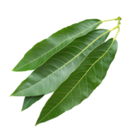 Isolated mango leaves showcasing vibrant green color against a clean transparent background, Mango leaf isolated on transparent background png