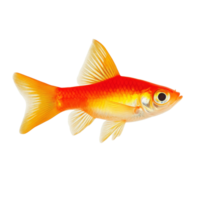 Platy fish swimming gracefully against a transparent background in a serene aquatic environment, platy fish, isolated transparent background png
