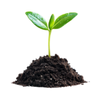 A healthy sprout emerging from rich soil on a transparent background, symbolizing growth and new beginnings, sprout growing from soilisolated on transparent background png