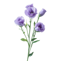 Beautiful lisianthus flowers in soft purple hues, isolated on a clean transparent background for a fresh look, lisianthus flowers isolated on transparent background png