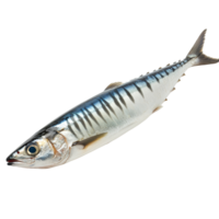 Fresh mackerel fish isolated on a clean transparent background ready for culinary preparations, a mackerel fish isolated on transparent background png
