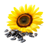 A vibrant sunflower flower with scattered seeds isolated on a transparent background, Sunflower seed isolated on transparent background png