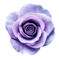 Single beautiful violet rose flower isolated on a transparent background highlighting its delicate petals and color, single petal violet rose flower isolated on transparent background or transparent png