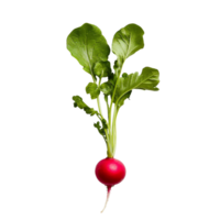 Fresh red radish with vibrant green leaves isolated on a transparent background enhancing its natural appeal, Small radish isolated on transparent background png