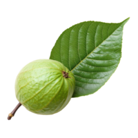 Fresh guava leaf isolated on transparent background with ripe guava fruit highlighting its natural charm and health benefits, guava leaf isolated on transparent background png