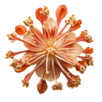 Dipterocarpus alatus flower details on a clean transparent background for botanical study and appreciation, Dipterocarpus Alatus Flower on transparent background png