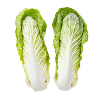 Fresco chino repollo mitades en un limpiar transparente antecedentes para culinario utilizar y receta inspiración, Fresco chino repollo en transparente antecedentes png
