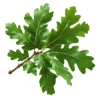 A green oak branch with vibrant leaves isolated on a transparent background in a natural setting, green oak branch with leaves, file of isolated object on transparent background png