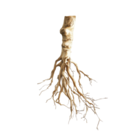Finger root submerged in clear water against a transparent background showcasing its unique structure and form, Finger root water on transparent background png