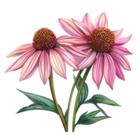 Beautiful coneflower blossoms featuring delicate petals and vibrant colors captured against a crisp transparent background, coneflower flowers isolated on transparent background png