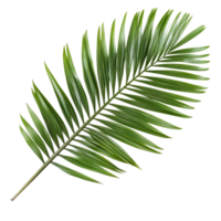Isolated palm leaf on a transparent background ideal for design or decoration in natural settings, palm leaf isolated on transparent backgroundfile png