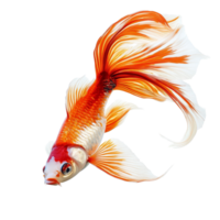 Dynamic fish in midleap showcases vibrant colors against a transparent background, capturing motion and energy, Dynamic Fish in MidLeap isolated on transparent background png